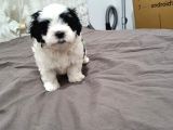 Orjinal Shihtzu