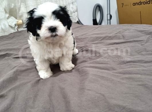 Orjinal Shihtzu görsel