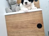 Orjinal Shihtzu