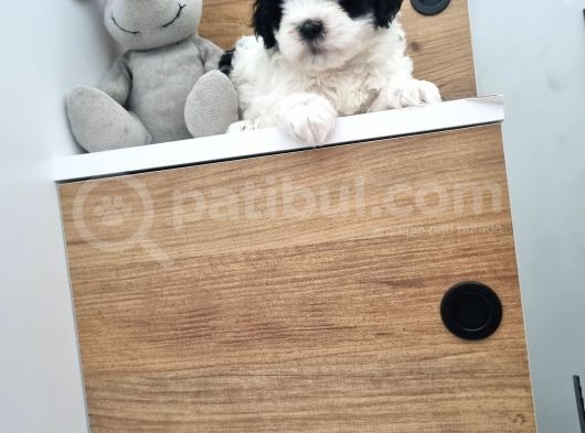 Orjinal Shihtzu görsel