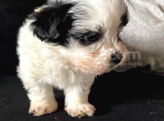 A Kalite Morkie görsel