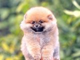 Pomerri̇an Boo Ayi Suratli 