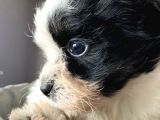 A Kalite Morkie