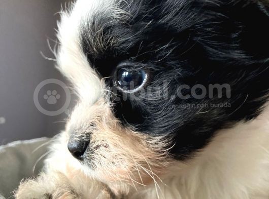A Kalite Morkie görsel