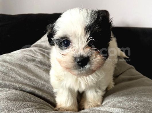 A Kalite Morkie