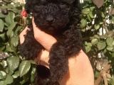 Red Toy Poodle