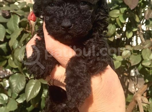 Red Toy Poodle görsel