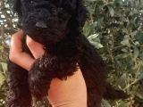 Red Toy Poodle