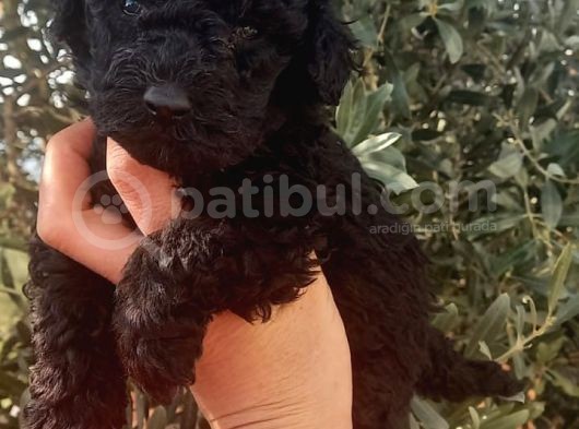 Red Toy Poodle görsel