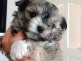 Mini Boy Morkie