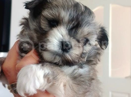 Mini Boy Morkie görsel