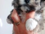 Mini Boy Morkie