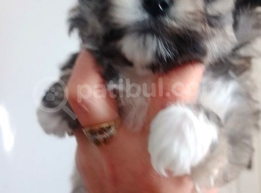 Mini Boy Morkie görsel