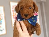 Red Toy Poodle