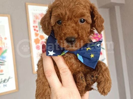 Red Toy Poodle görsel