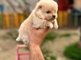 Teddy bear pomeranian boo
