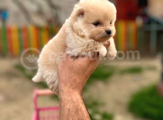 Teddy Bear Pomeranian Boo