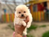 Teddy Bear Pomeranian Boo