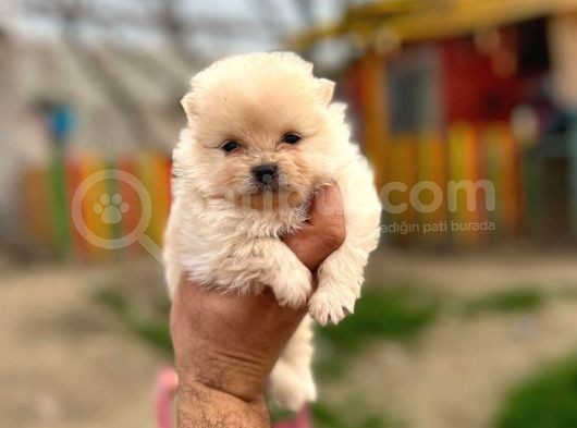 Teddy Bear Pomeranian Boo görsel