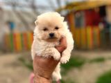 Teddy Bear Pomeranian Boo
