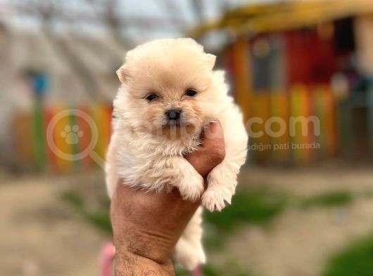 Teddy Bear Pomeranian Boo görsel