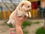 Teddy Bear Pomeranian Boo