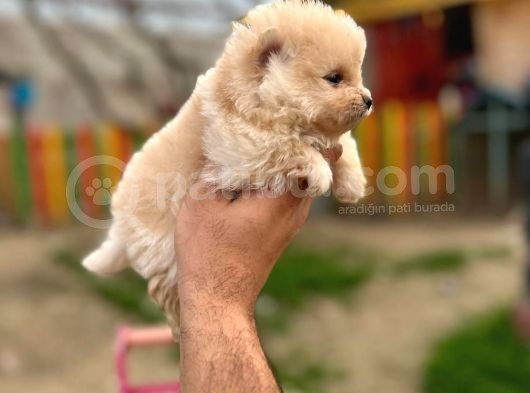 Teddy Bear Pomeranian Boo görsel