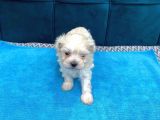 Orijinal Maltese Terrier Yavruları