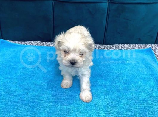 Orijinal Maltese Terrier Yavruları görsel