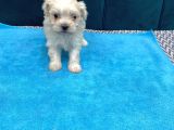 Orijinal Maltese Terrier Yavruları
