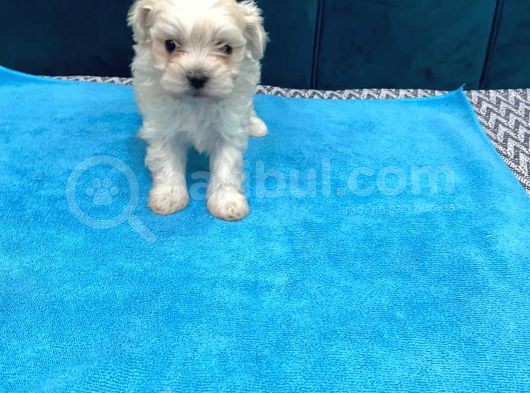 Orijinal Maltese Terrier Yavruları görsel