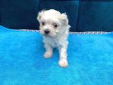 Orijinal Maltese Terrier Yavruları
