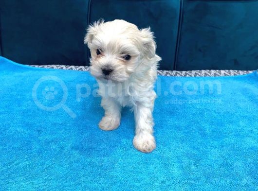 Orijinal Maltese Terrier Yavruları görsel