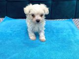 Orijinal Maltese Terrier Yavruları