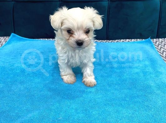 Orijinal Maltese Terrier Yavruları görsel