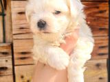 Korean Ailelere Uygun Maltese Bebişler