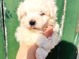 Korean Ailelere Uygun Maltese Bebişler