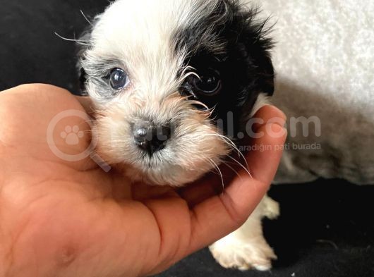 A Kalite Morkie görsel
