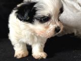 A Kalite Morkie