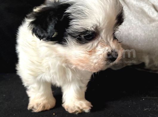 A Kalite Morkie görsel