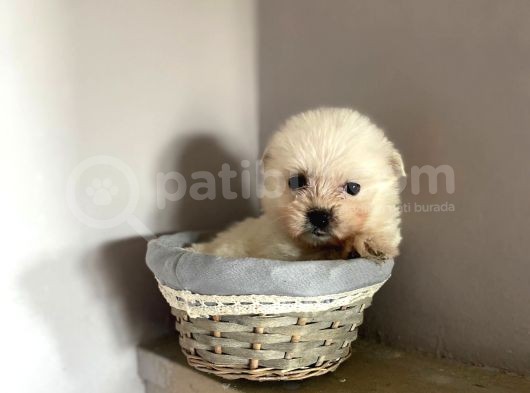 Malti̇po Yavrular görsel