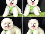 Boo yüz pomeranian Boo yavrular 