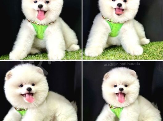 Boo Yüz Pomeranian Boo Yavrular 