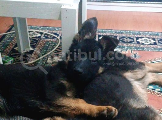 Safkan Anne Von Tuni Baba Black Face Long Hair  görsel