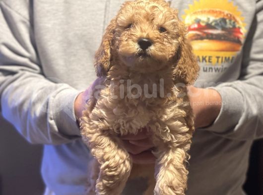 Ev Bebekleri Kendi Köpeklerimden Baba Aclass Secereli görsel