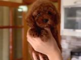 A Kalite Toy Boy Poodle Bebekler