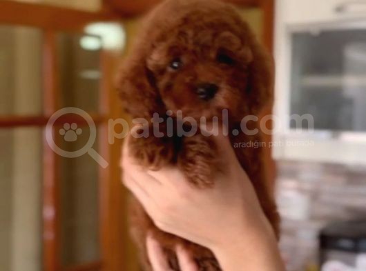 A Kalite Toy Boy Poodle Bebekler görsel