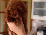 A Kalite Toy Boy Poodle Bebekler