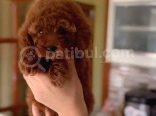 A Kalite Toy Boy Poodle Bebekler görsel