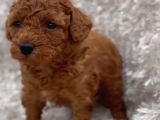 A kalite Toy boy poodle bebekler